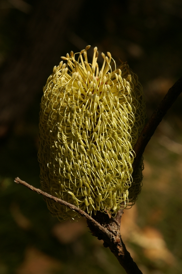 Banksia marginata